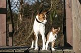 BASENJI 143